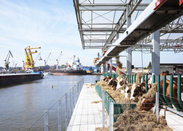Floating Farm – From cow to city to cow