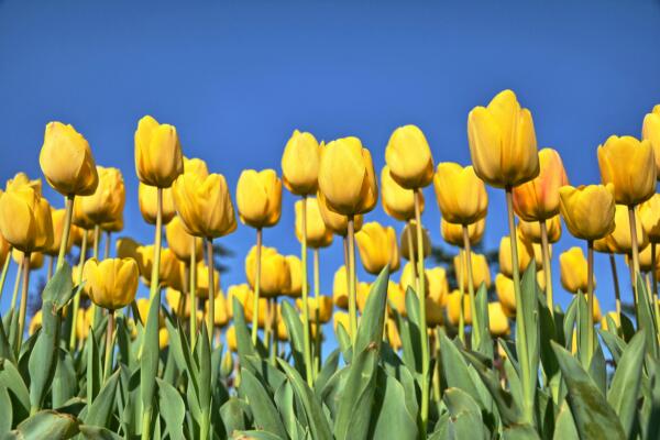 Learning expeditions